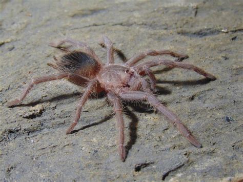 brazilian salmon pink birdeater for sale